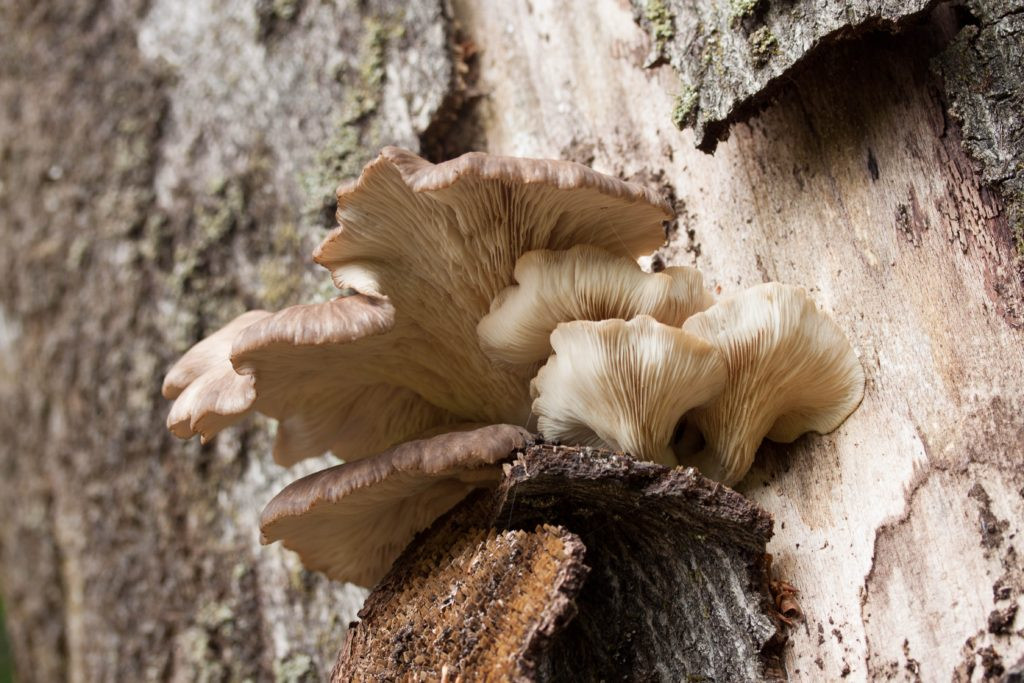 Identifying Oyster Mushrooms
 A sure proof guide on how to identify and pick oyster