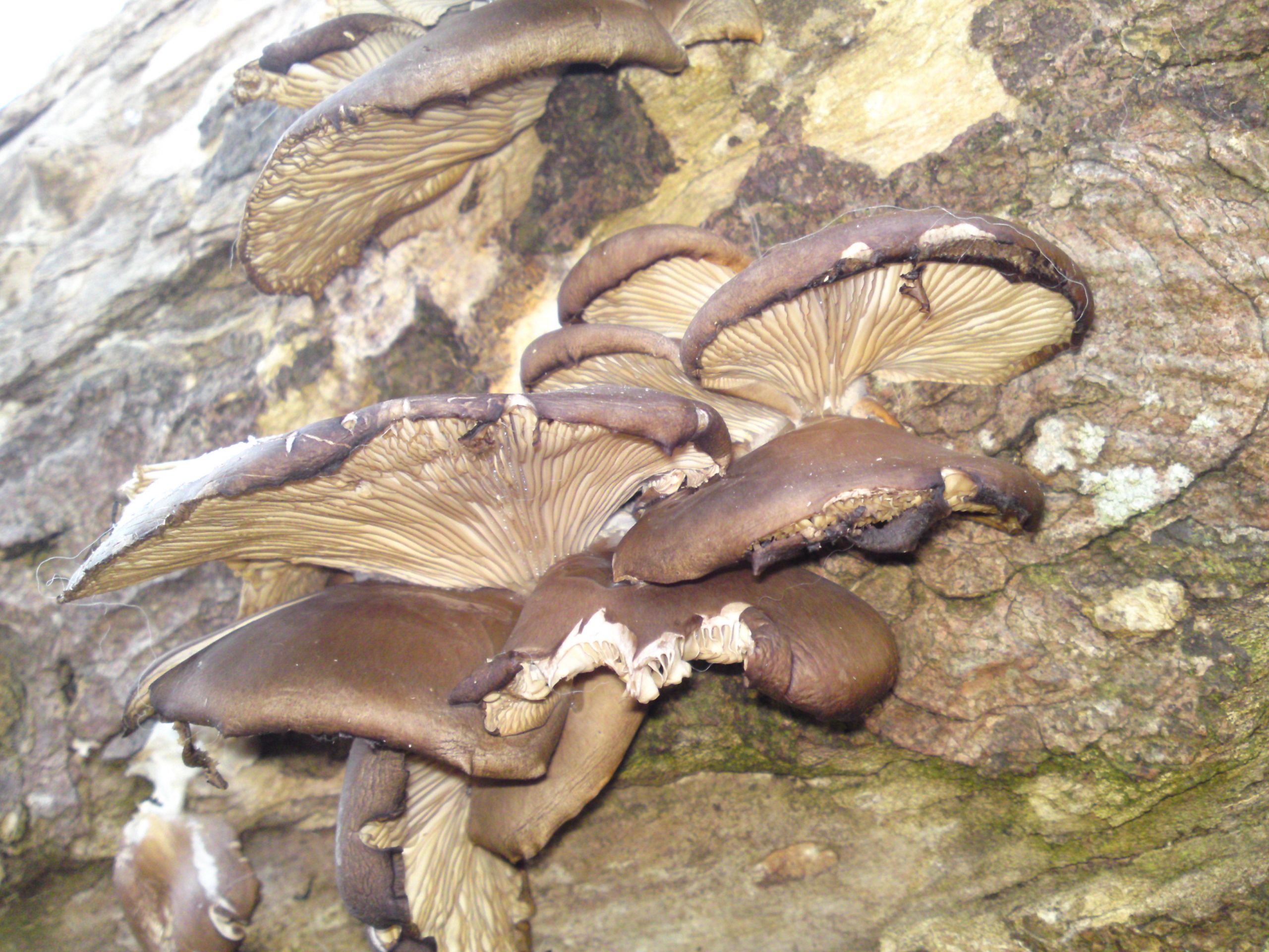 Identifying Oyster Mushrooms
 Oyster mushroom – Edibility Identification Distribution