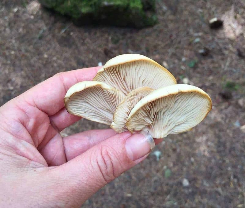 Identifying Oyster Mushrooms
 Foraging for Oyster Mushrooms
