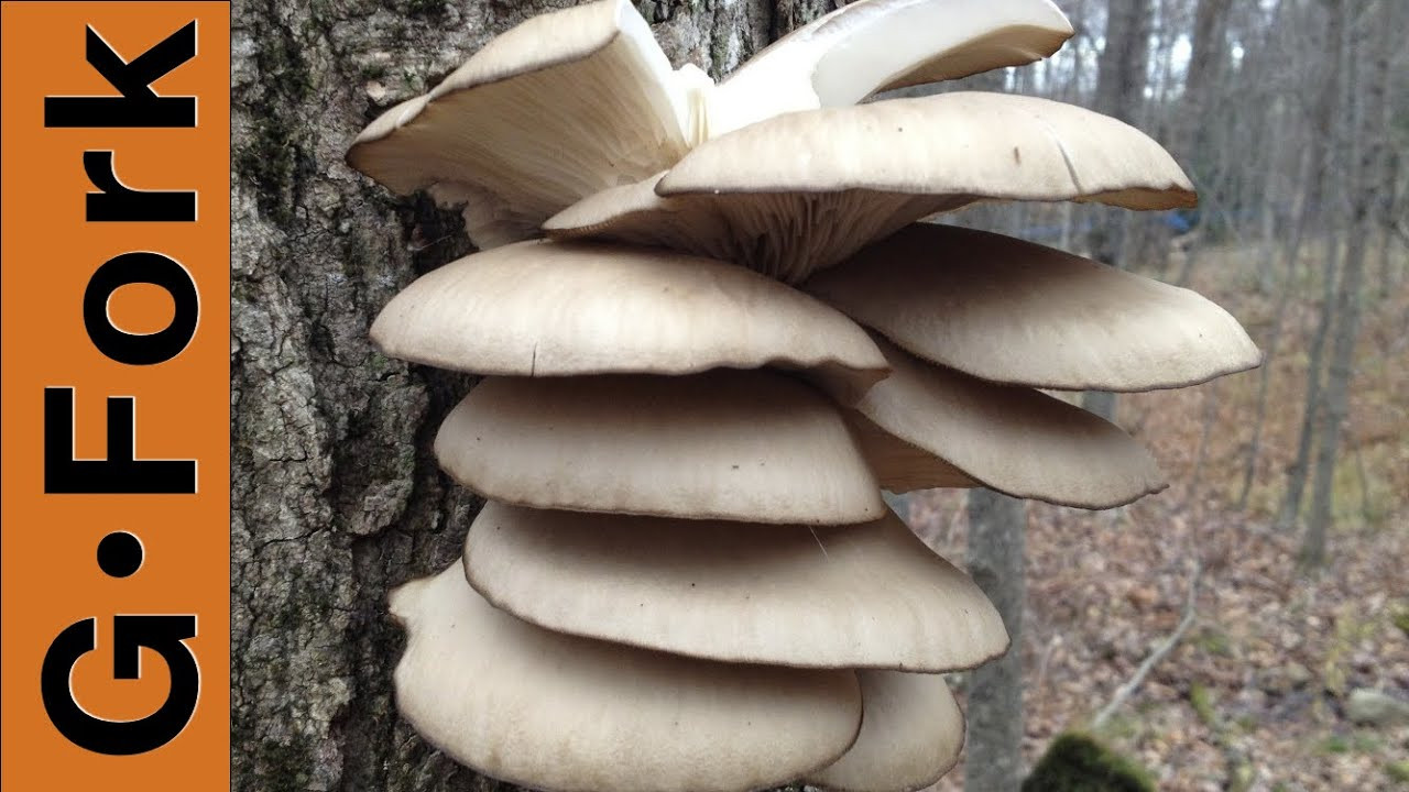 Identifying Oyster Mushrooms
 Oyster Mushroom Hunting Foraging Identification
