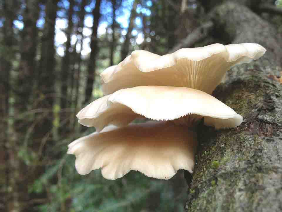 Identifying Oyster Mushrooms
 Learn to Identify Oyster Mushroom following Some Easy
