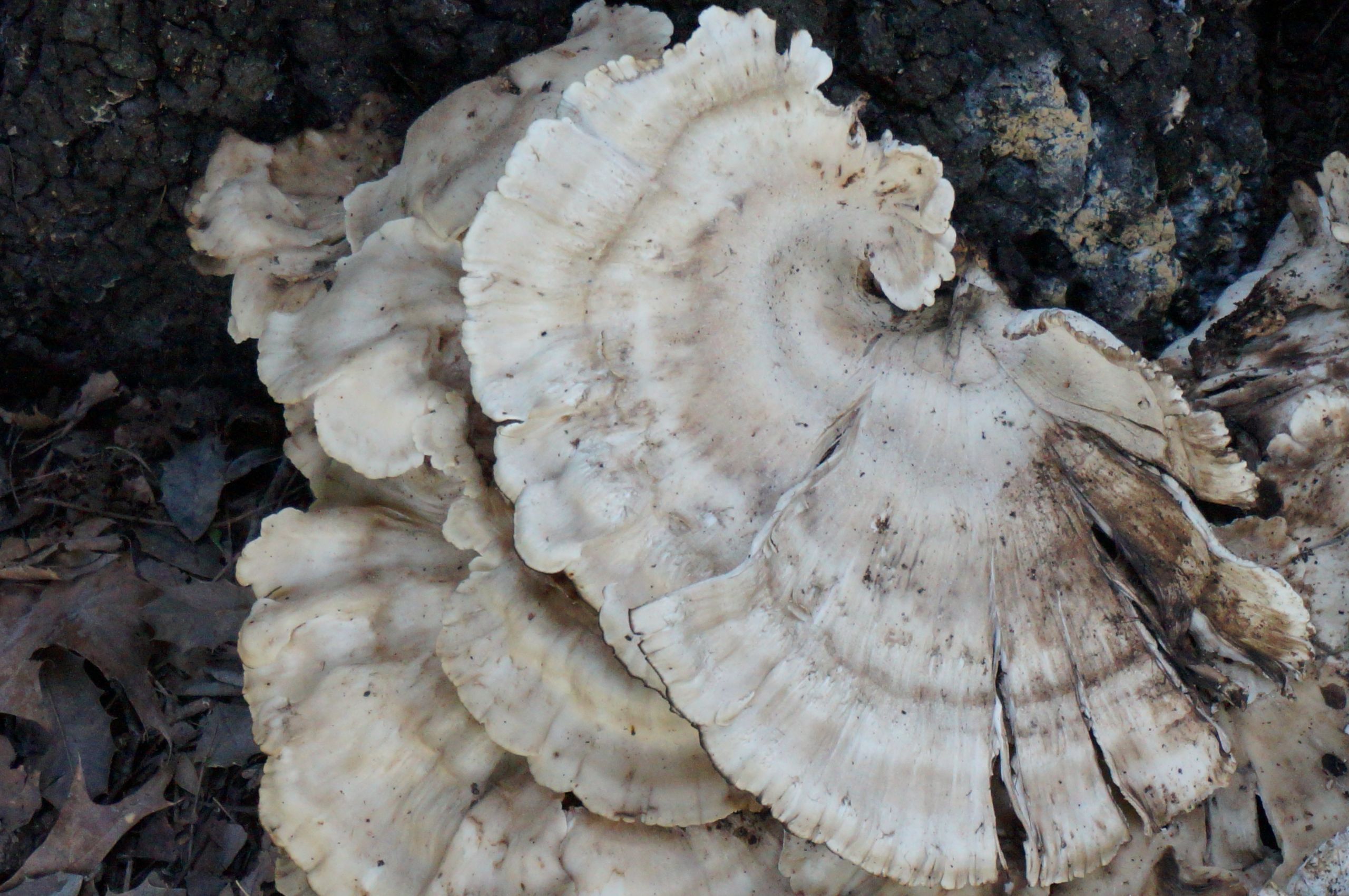 Identifying Oyster Mushrooms
 mushroom