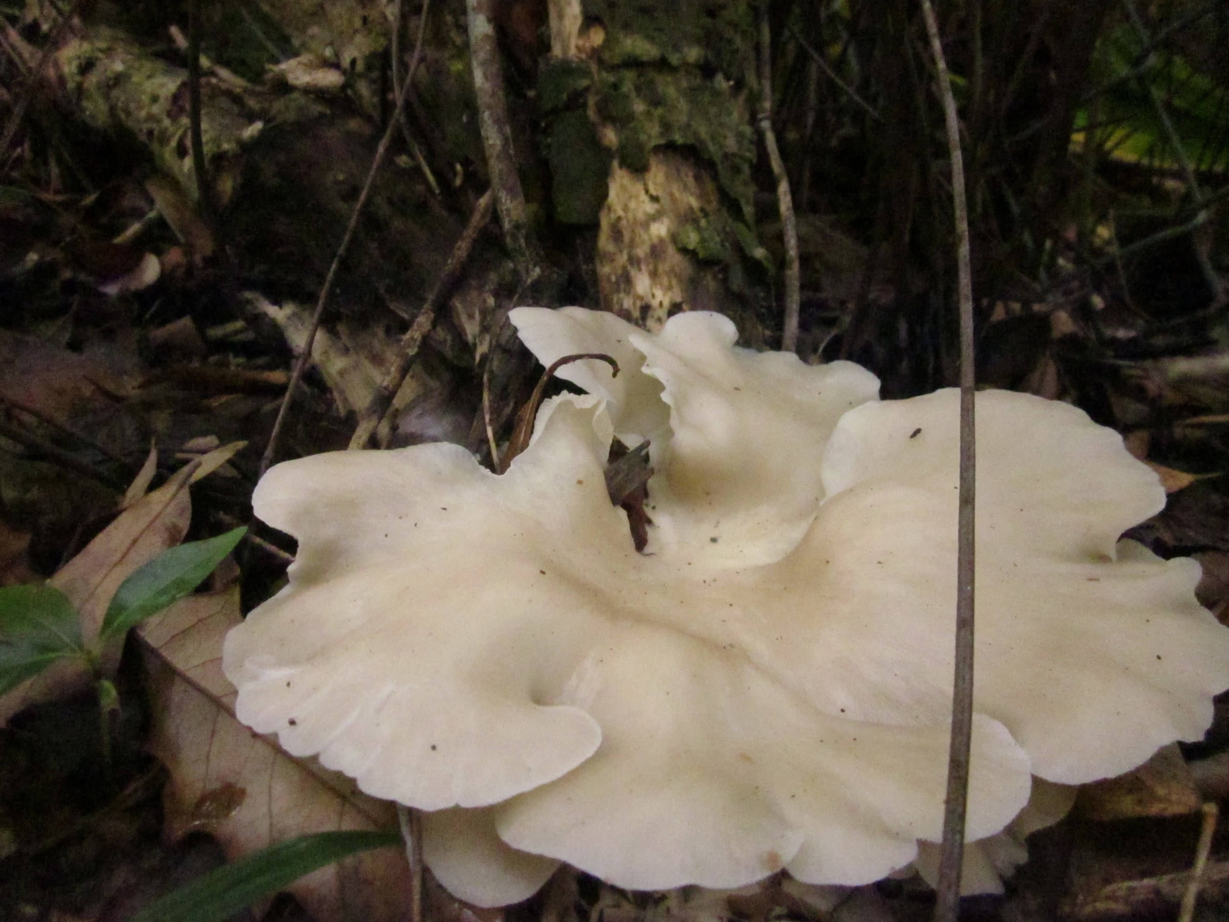 Identifying Oyster Mushrooms
 Wild Oyster Mushrooms in yard fungi forum at permies