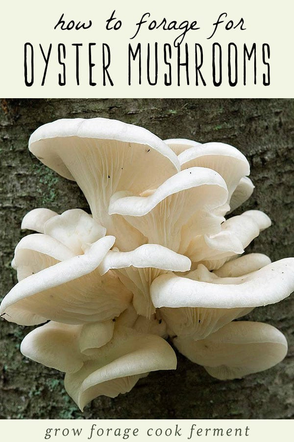 Identifying Oyster Mushrooms
 Foraging for Oyster Mushrooms