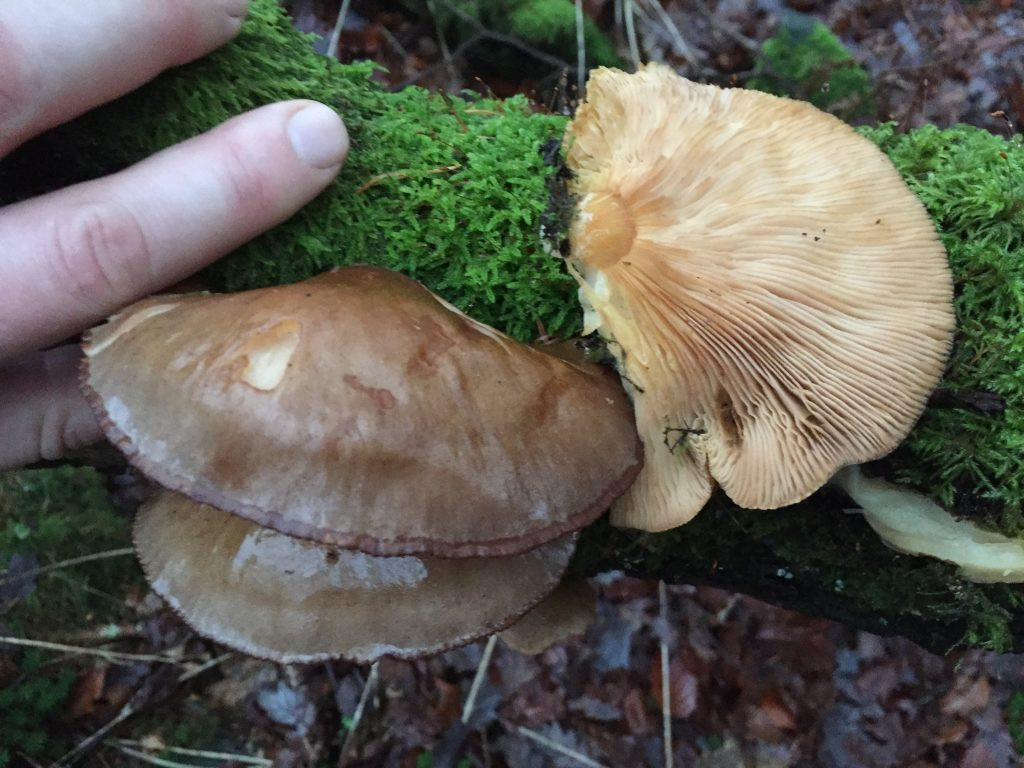 Identifying Oyster Mushrooms
 Oyster mushroom – Edibility Identification Distribution