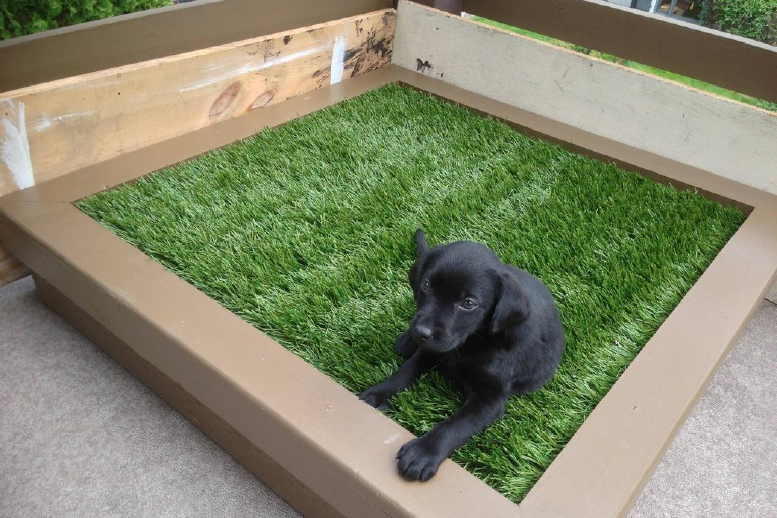 Indoor Dog Potty DIY
 DIY Porch Potty Is The Ultimate Solution For City Dogs