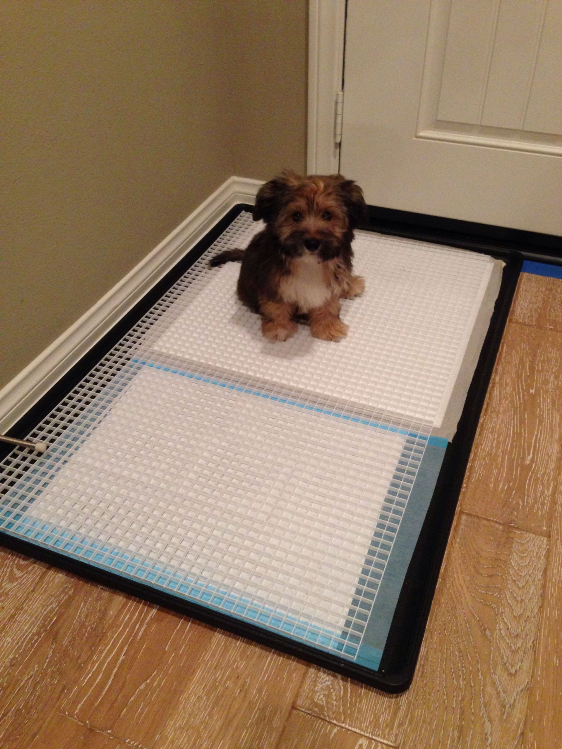 Indoor Dog Potty DIY
 DIY dog toilet tray prevents pee puddle from soiling the