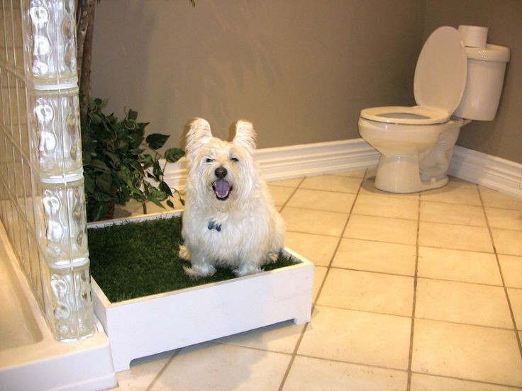 Indoor Dog Potty DIY
 Indoor dog potty PETS Pinterest