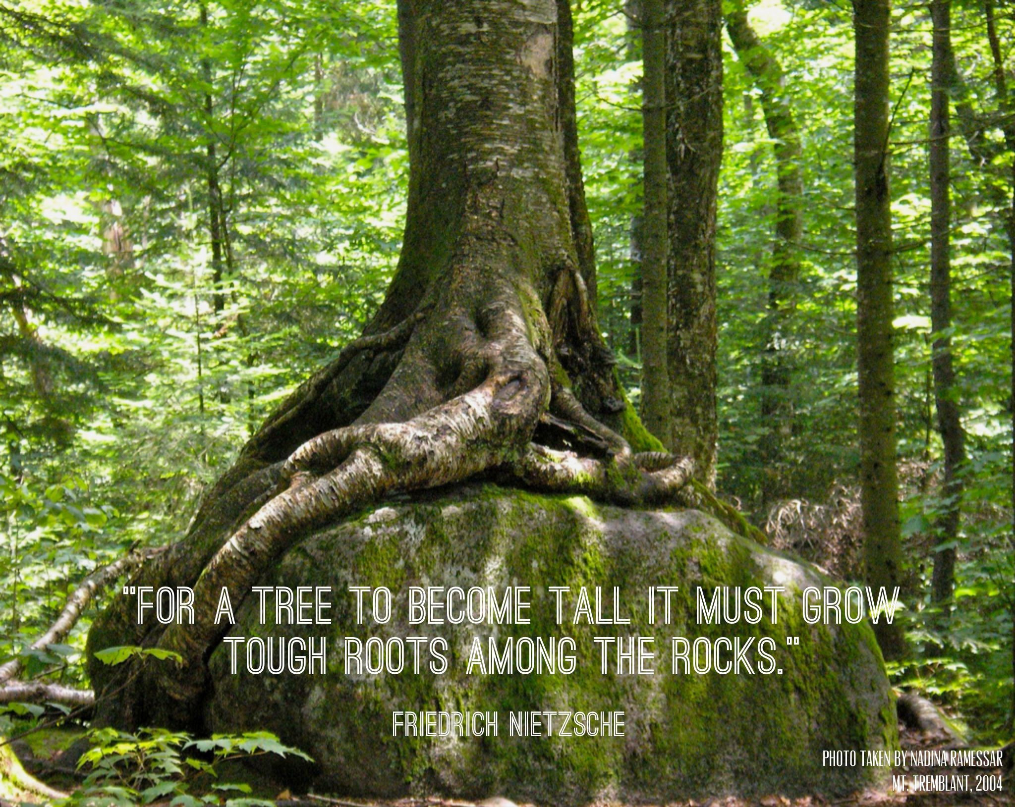 Inspirational Tree Quotes
 Inspiration Tree Quotes QuotesGram
