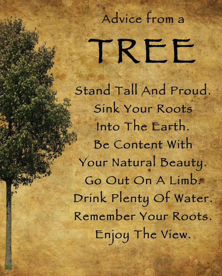 Inspirational Tree Quotes
 Tree Quotes Motivational QuotesGram