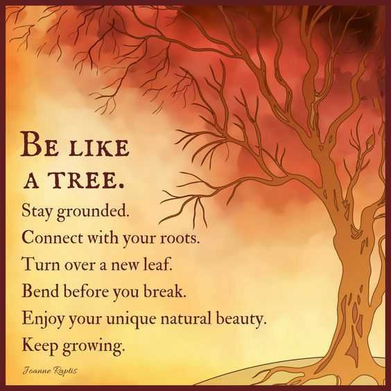 Inspirational Tree Quotes
 Positive Life Quotes Life Sayings Be Like A Tree Stay