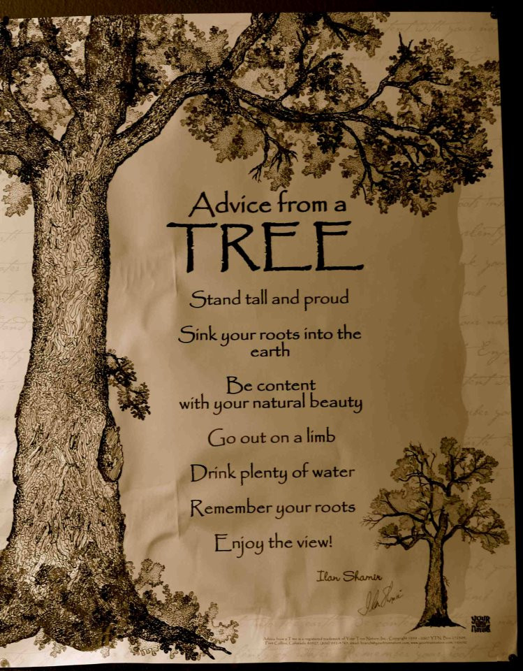 Inspirational Tree Quotes
 Inspirational Quotes About Trees QuotesGram