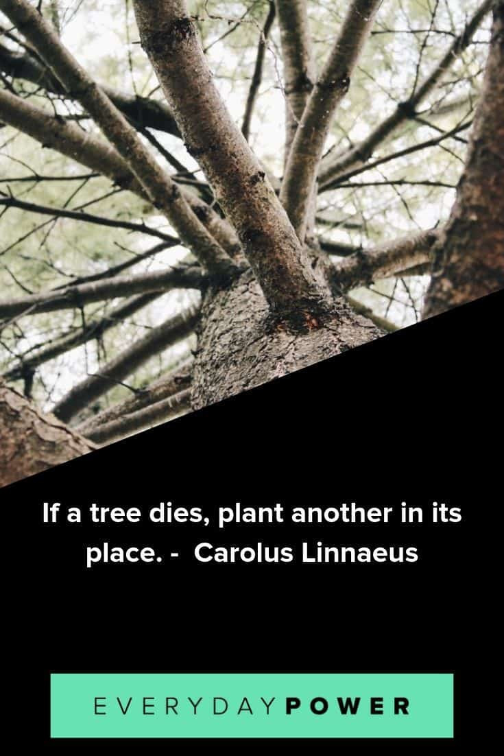 Inspirational Tree Quotes
 50 Tree Quotes To Make You Want To Plant Roots 2019