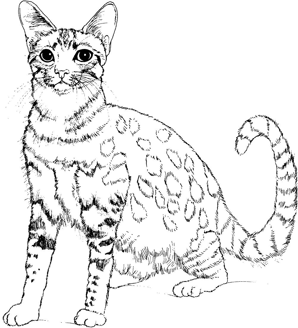 Kids Coloring Pages Cats
 Cat to color for kids Cats Kids Coloring Pages