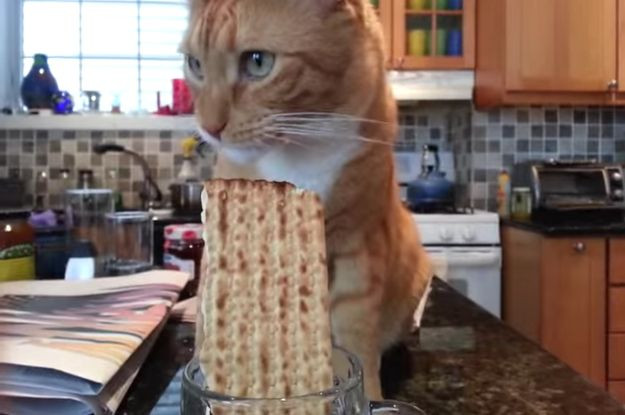 Kosher For Passover Cat Food
 The Entire Passover Seder Explained With Cat GIFs