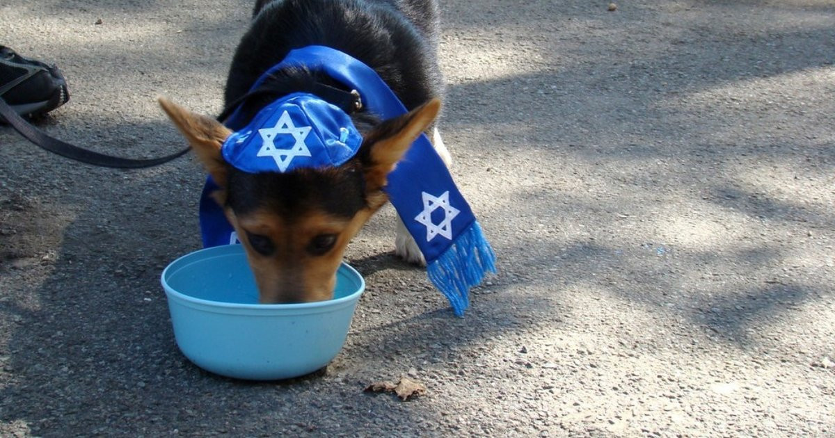 Kosher For Passover Cat Food
 Plenty Pets Going Kosher This Passover The Dodo
