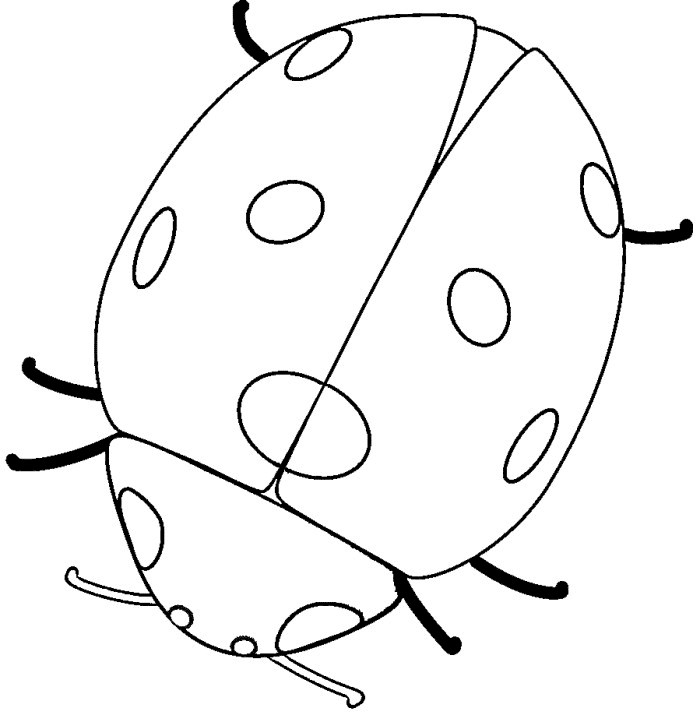 Ladybug Coloring Pages For Kids
 Best Ladybug Outline Clipartion