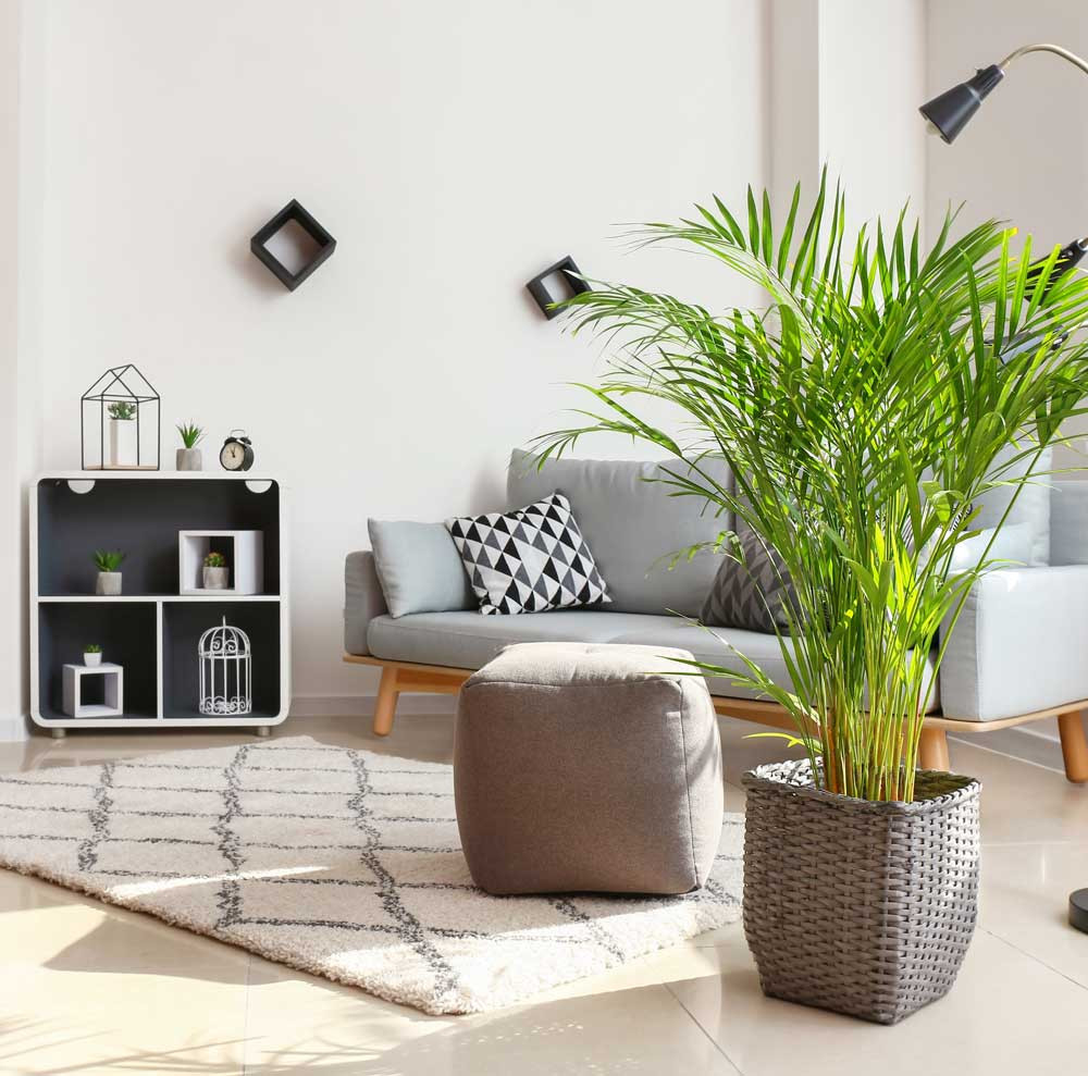 Living Room Plant Ideas
 15 Plant Decoration Ideas for Living Rooms