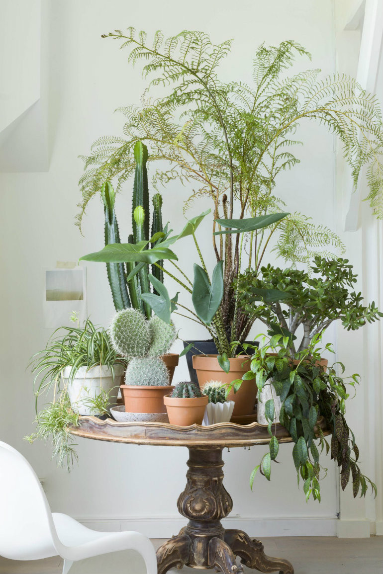 Living Room Plant Ideas
 INSPIRING LIVING ROOM IDEAS WITH PLANTS