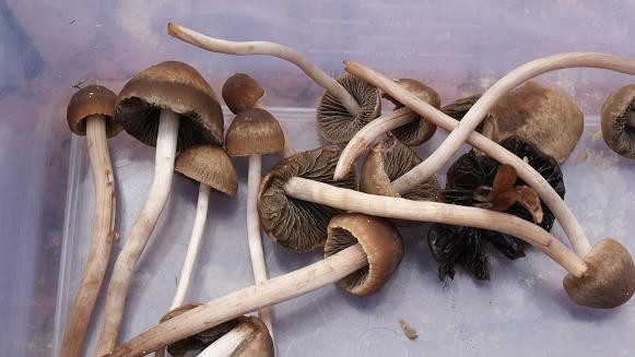 Long White Mushrooms
 fungi ID Mushroom Hunting and Identification Shroomery