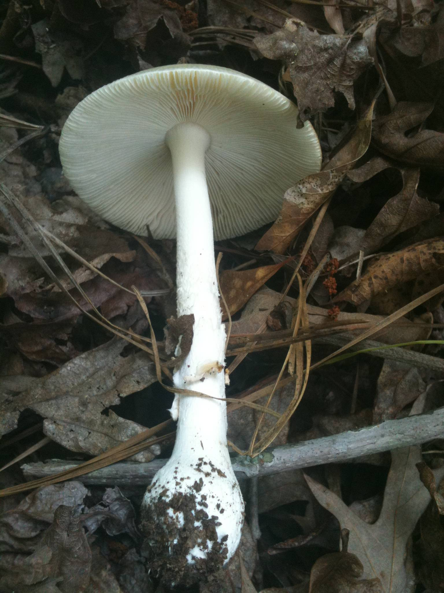 Long White Mushrooms
 White Mushrooms ID Mushroom Hunting and Identification