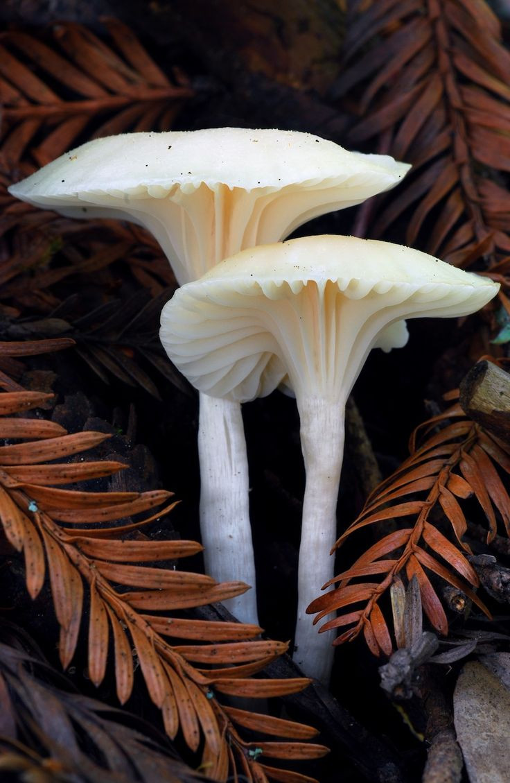 Long White Mushrooms
 499 best MUSHROOMS & FUNGI MAGIC 1 images on Pinterest
