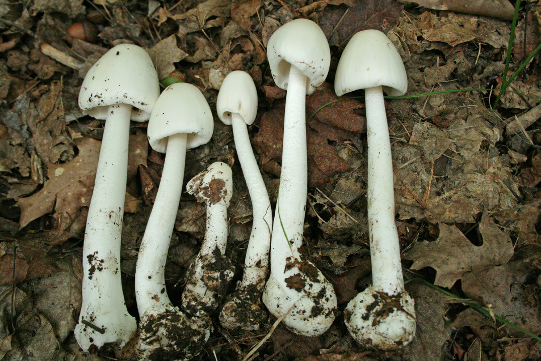 Long White Mushrooms
 Ohio Edible Mushroom Guide All Mushroom Info