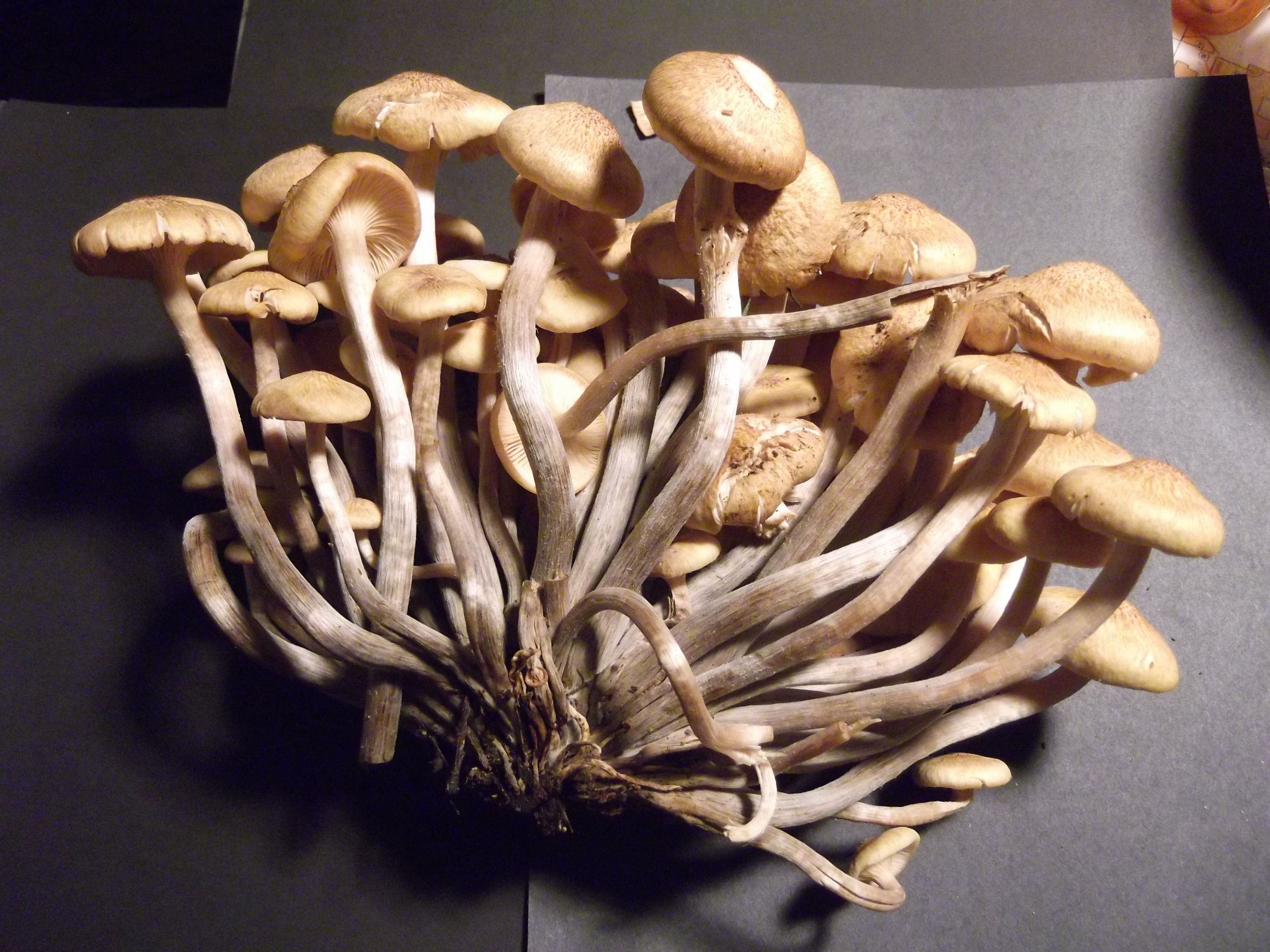 Long White Mushrooms
 Ringless Honey Mushrooms Armillaria tabescens