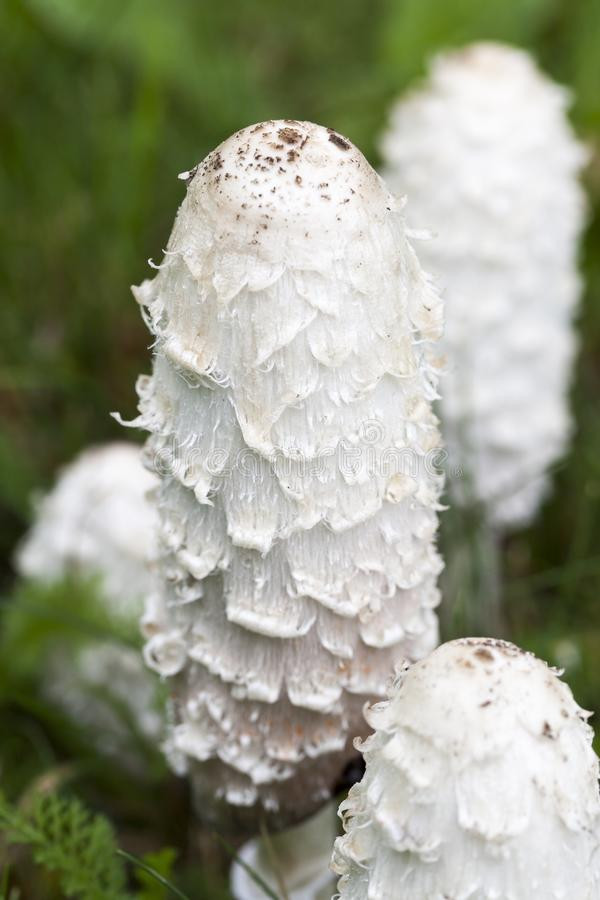 Long White Mushrooms
 White Long Fungi stock photo Image of plant close