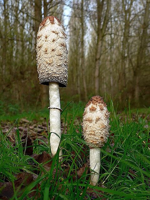 Long White Mushrooms
 Coprinus atus