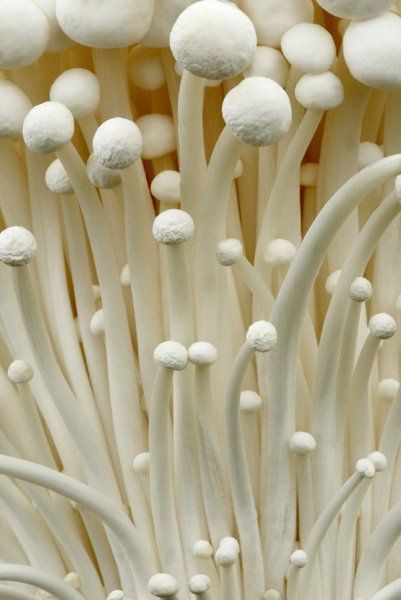 Long White Mushrooms
 Enokitake also Enokidake or Enoki is a long thin white