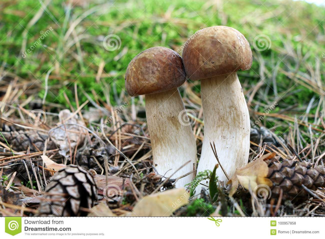 Long White Mushrooms
 Two Long White Mushrooms In Wood Stock Image of