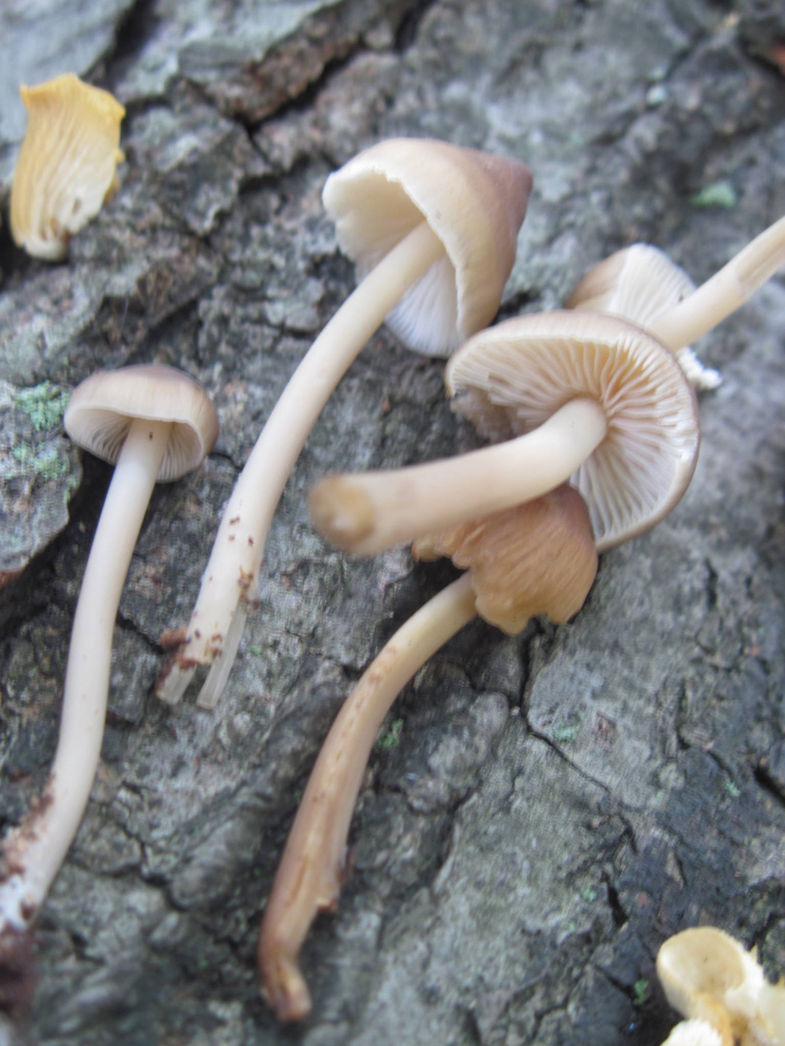 Long White Mushrooms
 Little Brown Mushrooms with White Spore prints Mushroom
