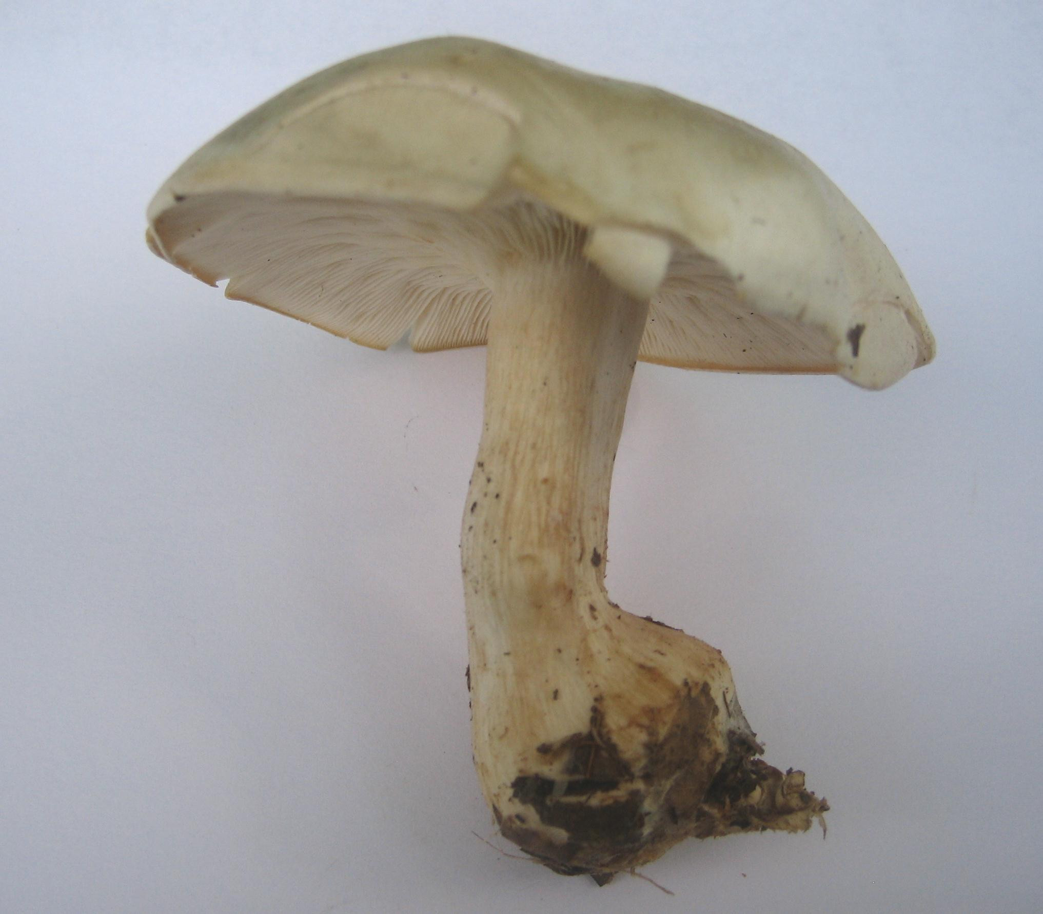 Long White Mushrooms
 Need I D of large white mushroom So Wisconsin Thanks