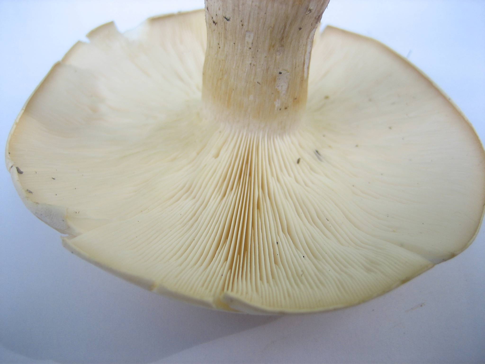 Long White Mushrooms
 Need I D of large white mushroom So Wisconsin Thanks
