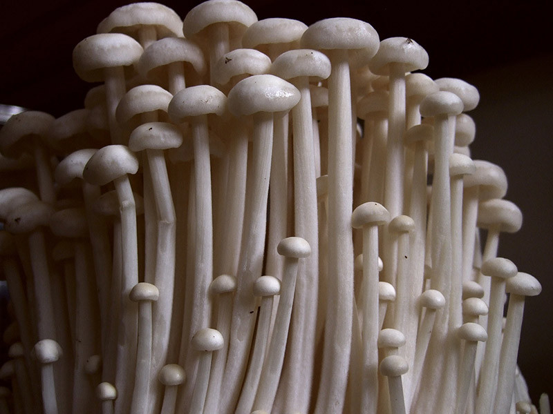 Long White Mushrooms
 The 8 Japanese Mushrooms and Their Health Benefits
