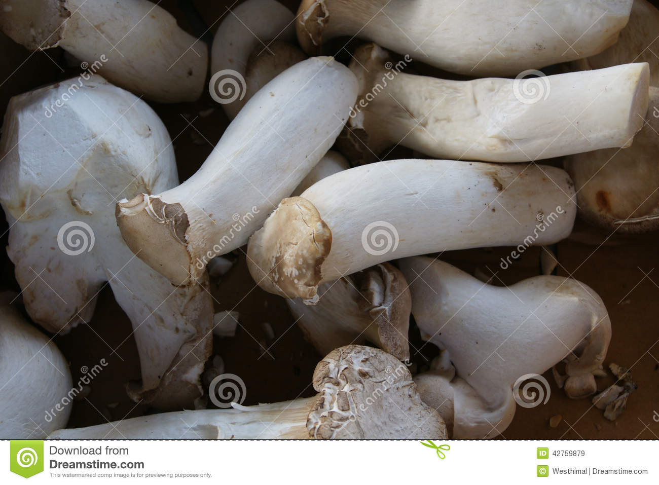 Long White Mushrooms
 King Trumpet Mushroom Pleurotus Eryngii Stock