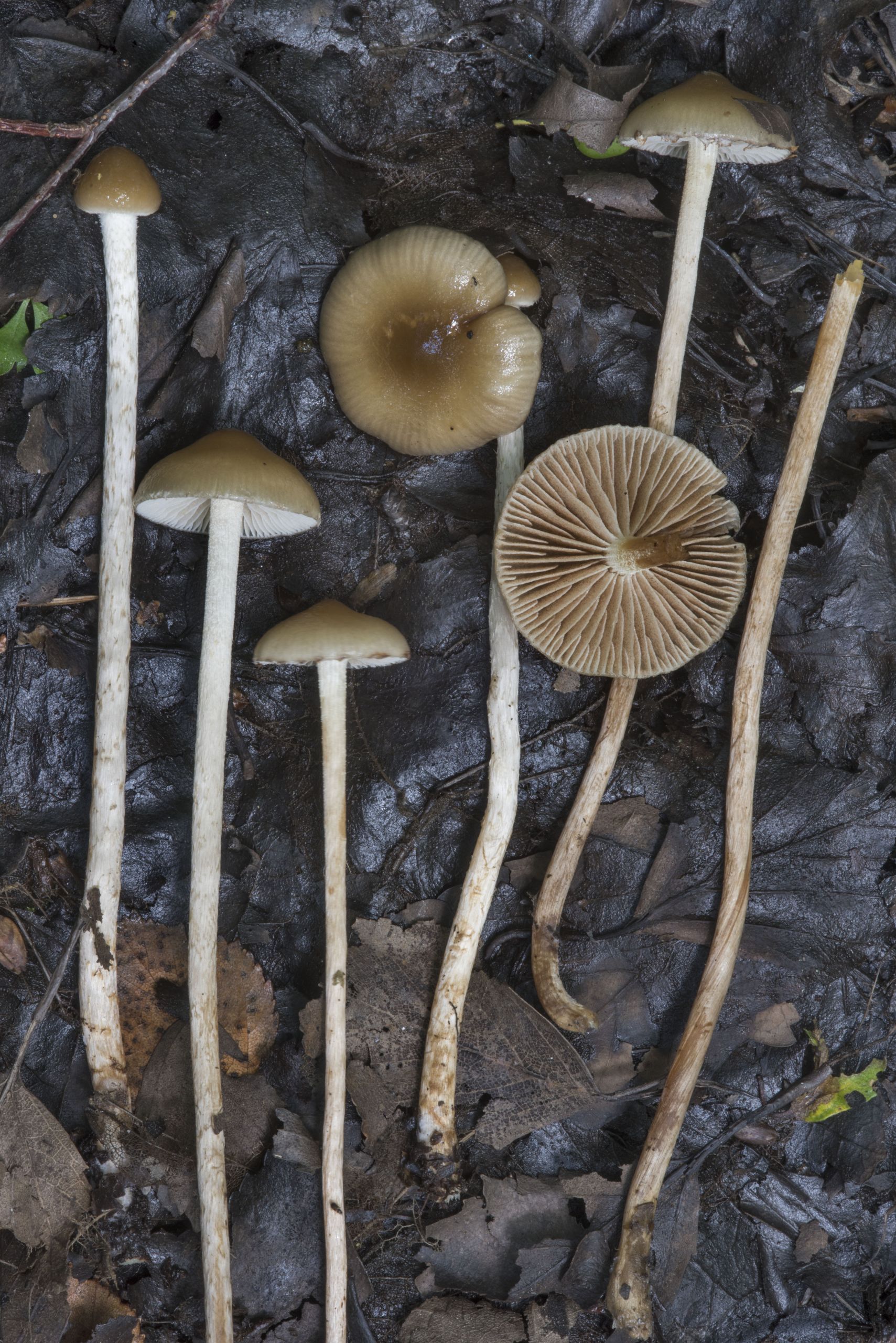 Long White Mushrooms
 Olive brownie Hypholoma myosotis mushrooms of Russia
