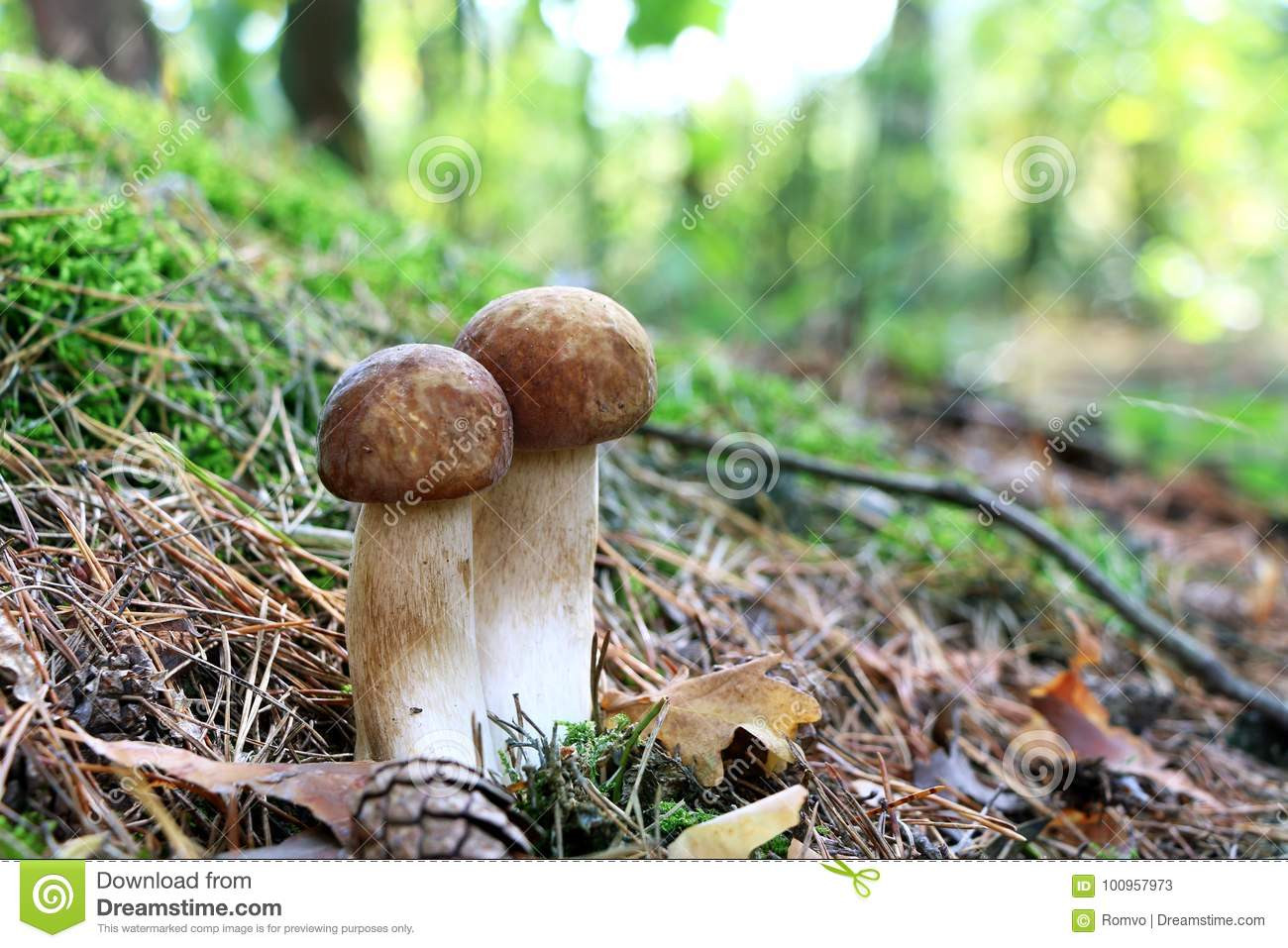 Long White Mushrooms
 Two long white mushrooms stock image Image of needle