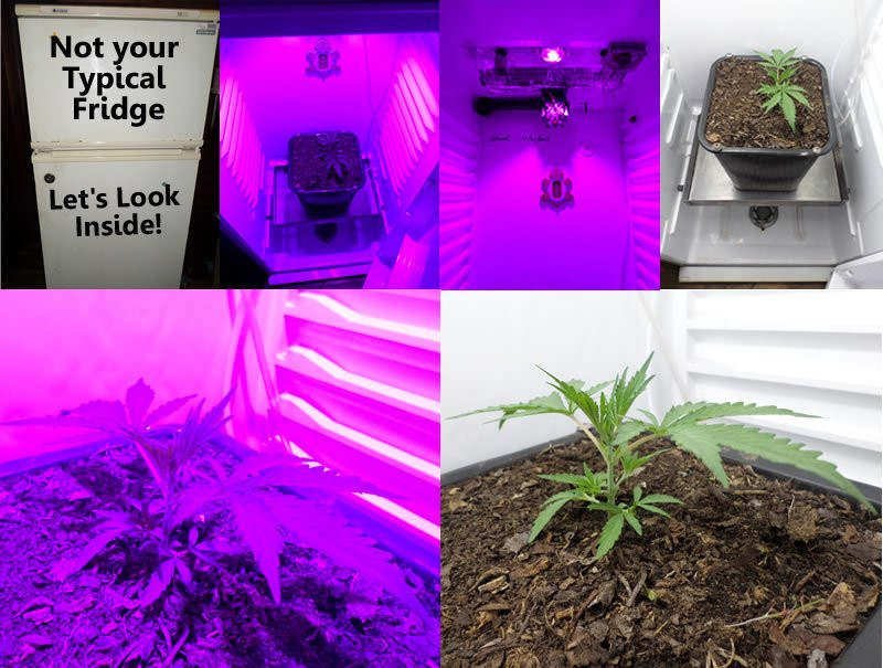 Marijuana Grow Box DIY
 24 DIY Grow Boxes to Control the Growing Environment