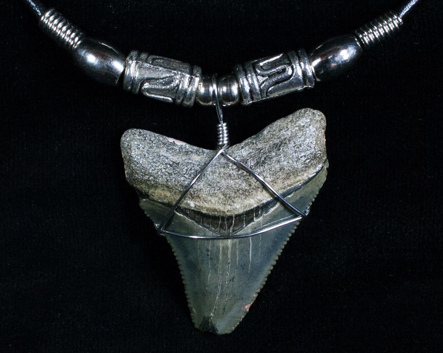 Megalodon Tooth Necklace
 Serrated Megalodon Tooth Necklace 1 45" For Sale 6475