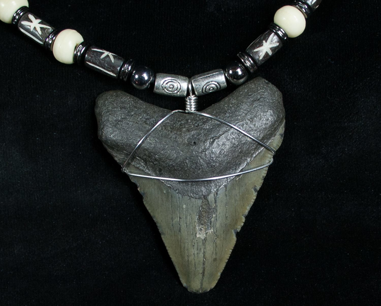 Megalodon Tooth Necklace
 Megalodon Tooth Necklace 2 25" For Sale 6365