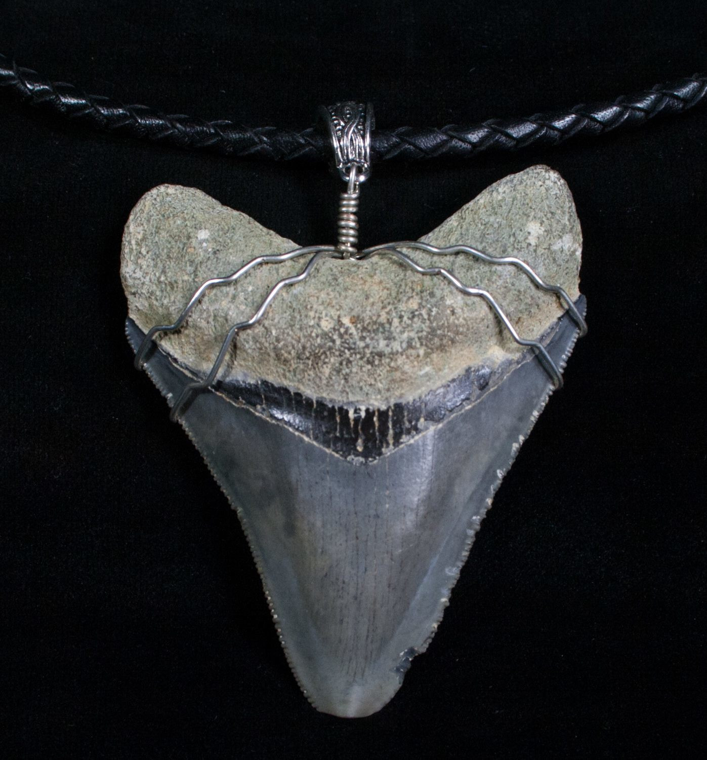 Megalodon Tooth Necklace
 Big Ass Megalodon Tooth Necklace For Sale 5026