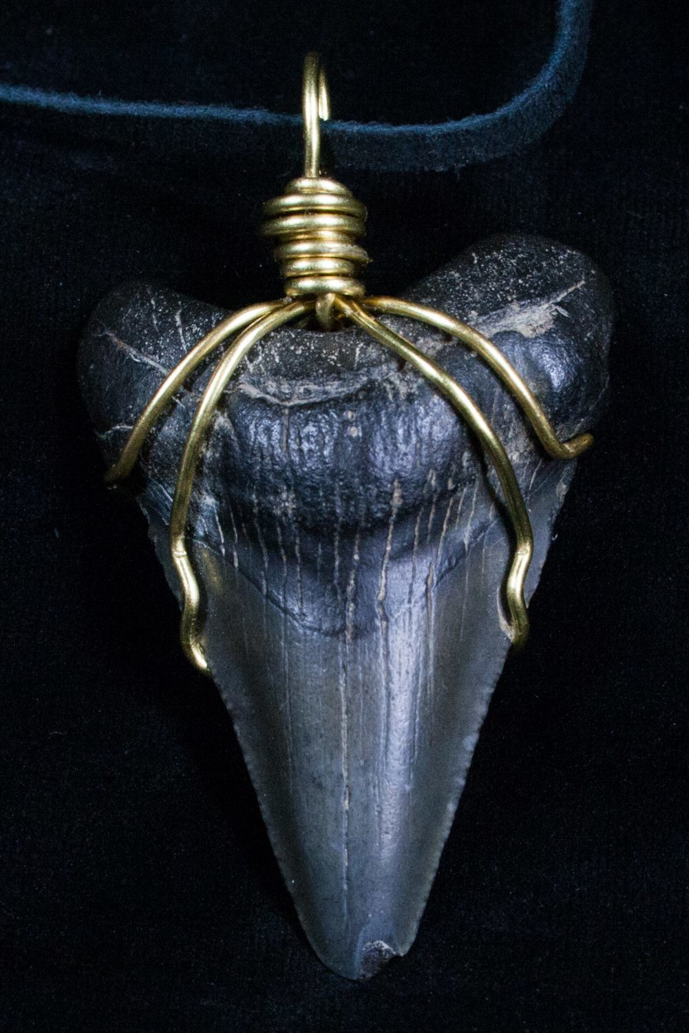 Megalodon Tooth Necklace
 Megalodon Tooth Necklace Twitter Giveaway Prize For Sale