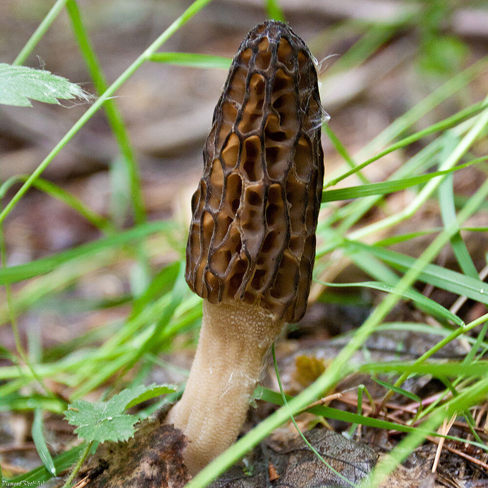 30 Ideas for Morel Mushrooms Growing  Home, Family, Style and Art Ideas