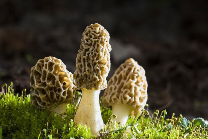 Morel Mushrooms Growing
 How To Grow Morel Mushrooms At Nearly $0 Without Searching