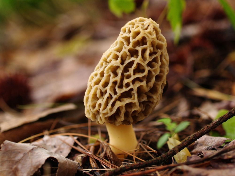 Morel Mushrooms Growing
 Morel Mushroom Spores Grow in your Backyard