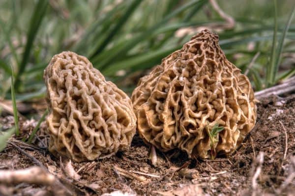 Morel Mushrooms Growing
 Nutritional and Weight Loss Benefits of Mushrooms