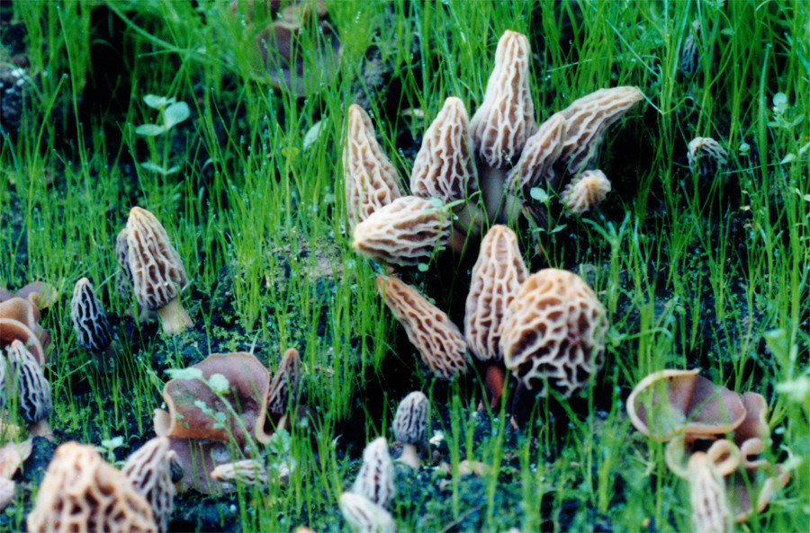 Morel Mushrooms Growing
 2 Morel Habitat Kit Web Special – Gourmet Mushrooms