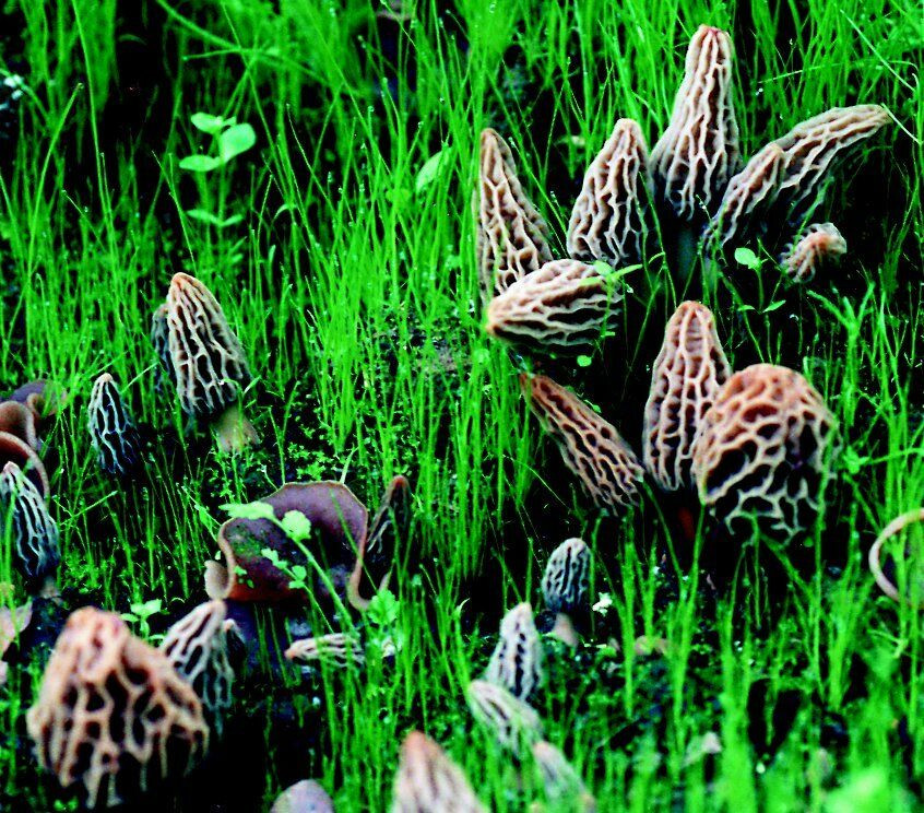 Morel Mushrooms Growing
 Morel Habitat Kit Backyard Morel Mushroom Growing Kit